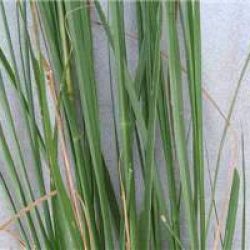 American rat's tail grass leaves