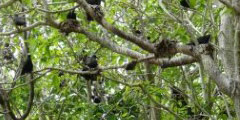Tryon Island\'s pisonia forest seabird breeding area.