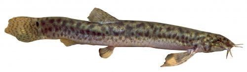  Chinese weatherfish