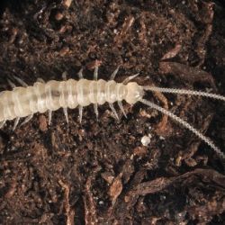 Elongated white arthropod with long antennae and multiple legs