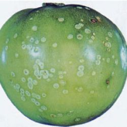 Infected fruit affected by bacterial canker.