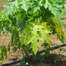 Above ground symptoms of Phytophthora root rot