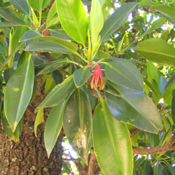 Leaves of the orange mangrove.