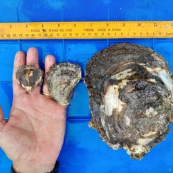 A juvenile Suminoe oyster (left), native Sydney rock oyster (middle) and mature Suminoe oyster (right)