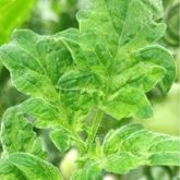 Mosaic and mottling patterns of ToBRFV on a tomato leaf