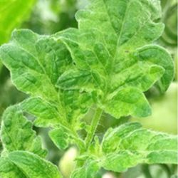 Mosaic and mottling patterns of ToBRFV on a tomato leaf