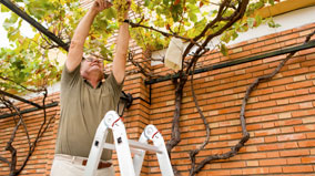 Man on ladder picking grapes