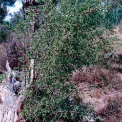 African boxthorn plant form close-up