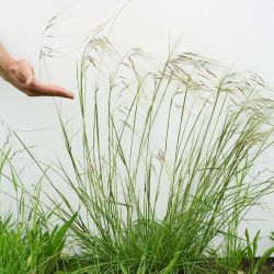 Chilean needle grass plant form