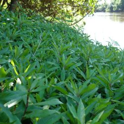 Hygrophila plant form