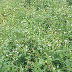 Senegal tea plant infestation