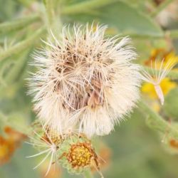 Telegraph weed seed head