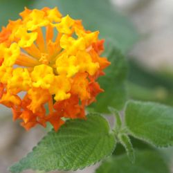 Lantana flower close-up