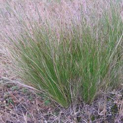 Serrated tussock showing purple seed heads