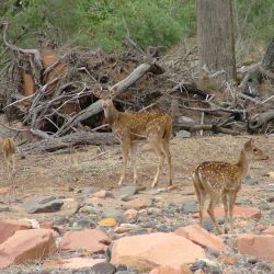 Feral chital deer with young