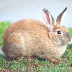 Rabbit