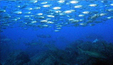 Image of pregnant female grey nurse sharks at boulder country around Wolf Rock.
