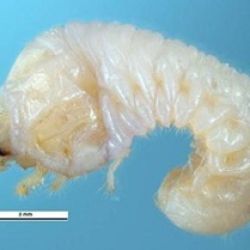 Lesser auger beetle larvae