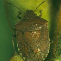 Brown shield-shaped bug