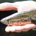 Thumbnail of Northern snakehead