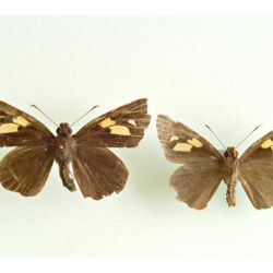 Banana skipper