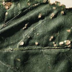 Infected leaf affected by bacterial canker.