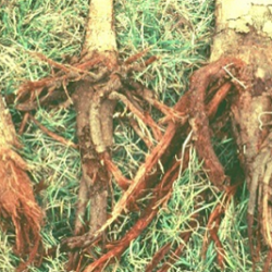 Symptoms of root rot of papaya