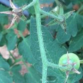 Necrotic spots of ToBRFV on a tomato plant