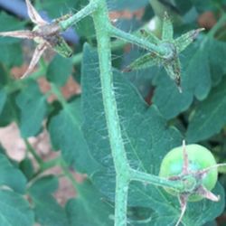 Necrotic spots of ToBRFV on a tomato plant