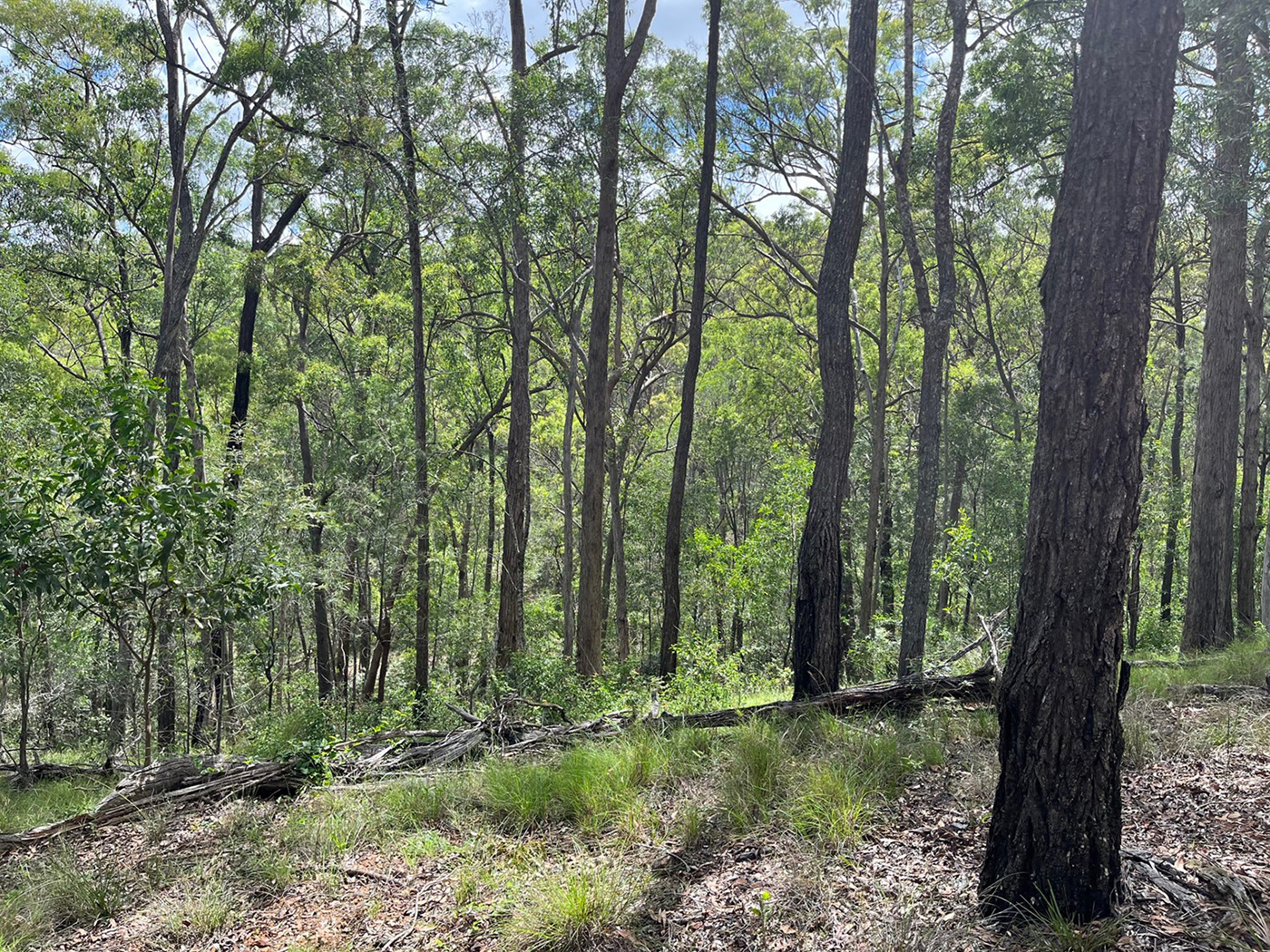 Photo of Daisy Hill Conservation Park, South East Queensland