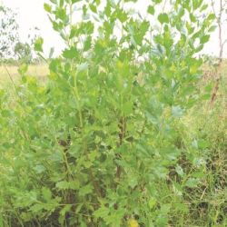 Groundsel bush plant form