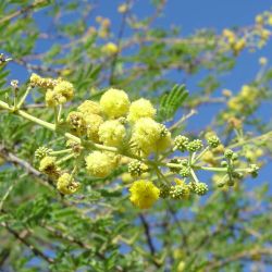 Prickly acacia flowers close-up