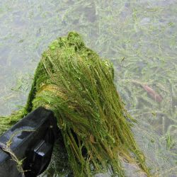 Bog moss stems