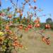 Thumbnail of African boxthorn
