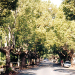 Thumbnail of Camphor laurel