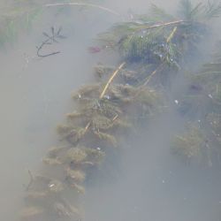 Eurasian water milfoil submerged