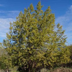 Pencil willow