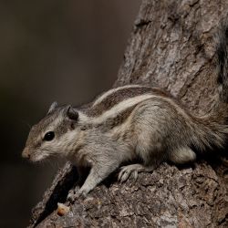Indian palm squirrel