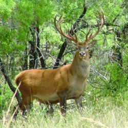 Feral red deer
