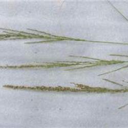 American rat's tail grass seed heads