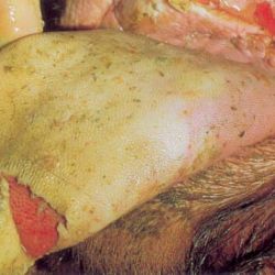 Steer's mouth with 2-day-old lesions. Note sharp margins of lesions and red raw appearance of exposed dermis.
