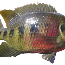 Spotted tilapia: restricted noxious fish