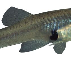 Gambusia or mosquitofish: restricted noxious fish