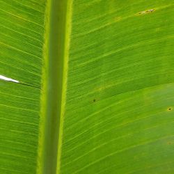 Banana plant leaf infected with banana bunchy top virus—dark-green dot-dash flecks and stripes surrounded by lighter green, forming a characteristic 'hook' shape at the midrib