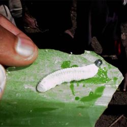 Banana skipper larva