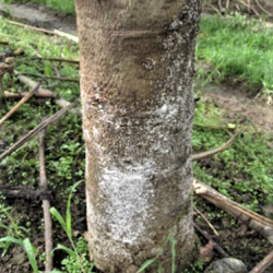 Basal trunk rot caused by Phytophthora