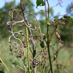 Twists and curls of new shoots and leaves, caused by Quambalaria shoot blight