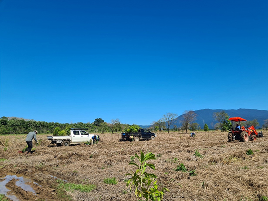 Revised species selection and adjusted planting schedules have helped to improve plant resilience in swamp-like conditions. 