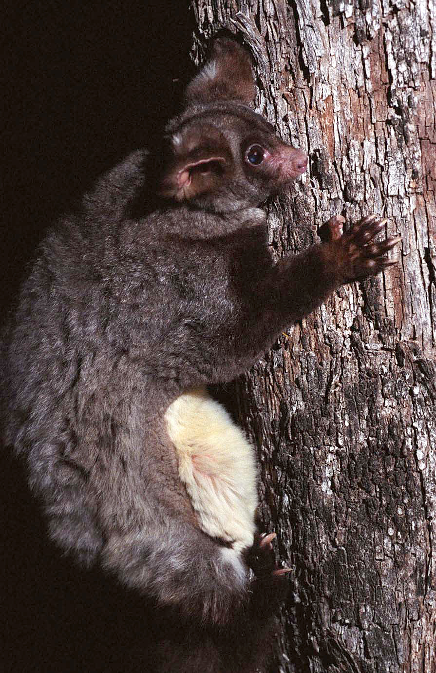 A close-up photo of the body of a dark-coloured Greater Glider clinging to a tree. The long tail that is used to assist in directing glides is not shown in this image. This glider was tracked using a radio-tracking device attached to a collar, but the collar and transmitter are not visible in the image owing to the long fur that occurs on the body.
