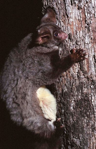 Dark colour morph of Greater Glider. This individual was tracked in forest to find out more about denning and feeding ecology and use of space. Photo by L. Hogan.